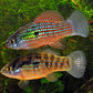 Florida Flagfish (Jordanella floridae) Afishyonados