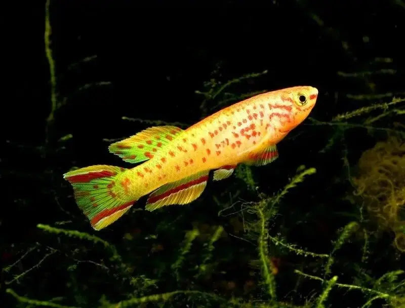 AfishyonadosGold Gardneri Killifish (Aphyosemion Gardneri Lafia Gold)Killifish