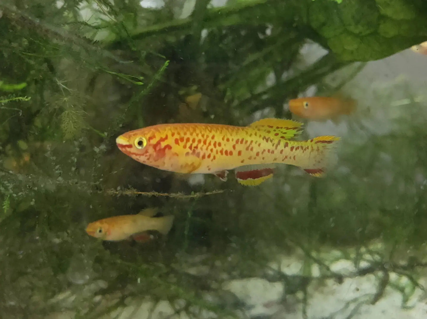 AfishyonadosGold Gardneri Killifish (Aphyosemion Gardneri Lafia Gold)Killifish