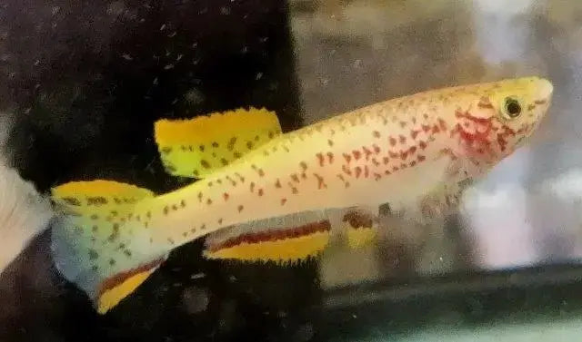 AfishyonadosGold Gardneri Killifish (Aphyosemion Gardneri Lafia Gold)Killifish