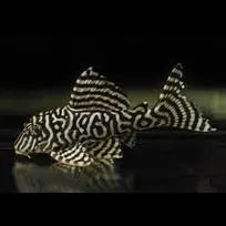 L066 - King Tiger Pleco Afishyonados