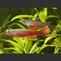 Aphyosemion Striatum Red Striped Killifish Afishyonados