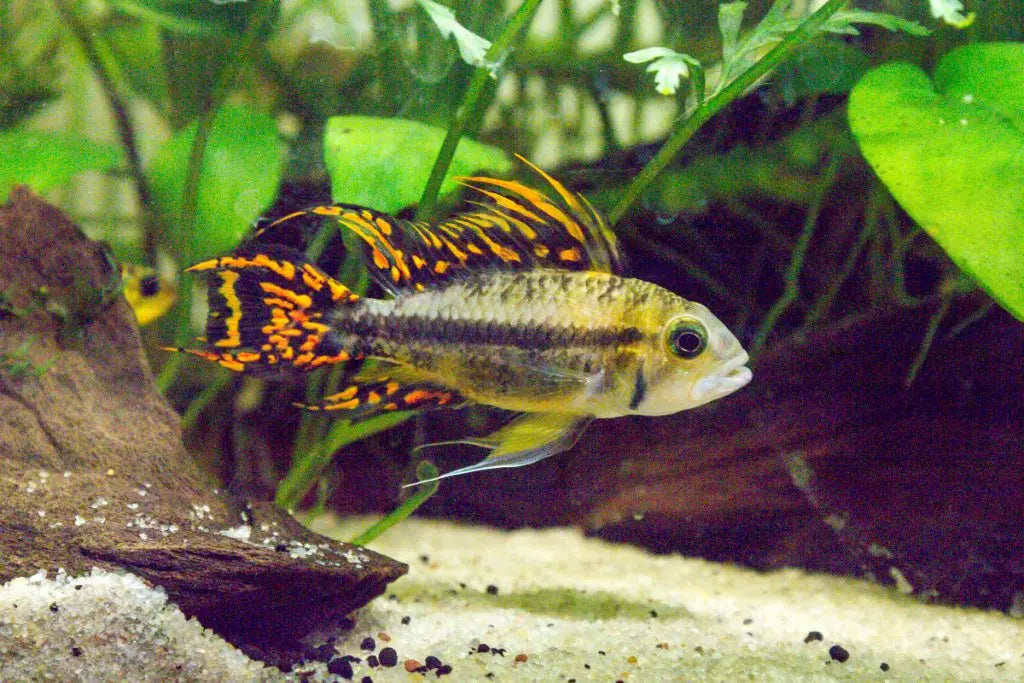 Triple Orange Apistogramma Cacatuoides - PAIRS Afishyonados