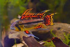 Triple Orange Apistogramma Cacatuoides - PAIRS Afishyonados