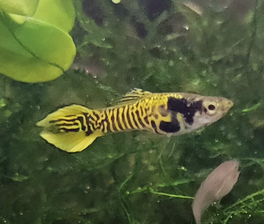 Pure Line Yellow Tiger Endler Guppies