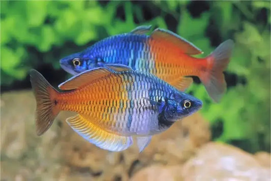 AfishyonadosBoesemani Rainbowfish Melanotaenia BoesemaniRainbows