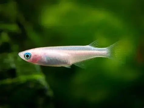 AfishyonadosJapanese Medaka Pearl Galaxy Ricefish (Oryzias Latipes)Rice Fish