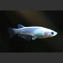 Japanese Medaka Platinum Ricefish (Oryzias Latipes) Afishyonados