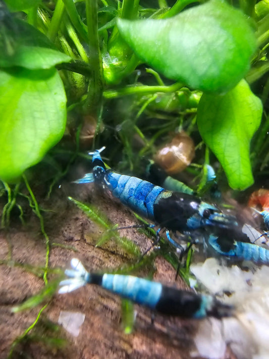 Mosura Blue Bolt Shrimp Afishyonados