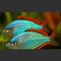 Praecox Rainbowfish Melanotaenia Praecox Afishyonados