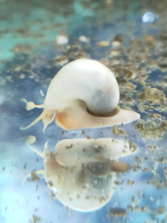 AfishyonadosRare Ivory Mystery Snails (Pomacea bridgesii)