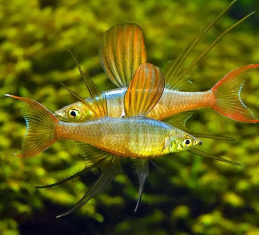 AfishyonadosThreadfin Rainbowfish Iriatherina WerneriRainbows